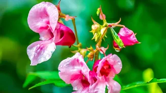 Rare Neelakurinji Flowers Return To Munnar In A Major 2026 Bloom: The Current Status Explained