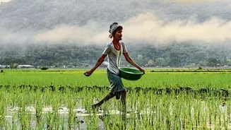India spending ₹3.54tn on fertilizer subsidies while 1-third reaches crops