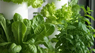 Soil-Free Greens Make Small Homes More Practical