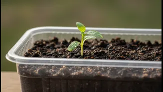Plant Trays Need Better Rainy-Season Hygiene