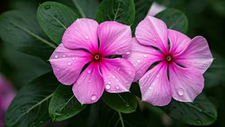 Periwinkle Power: Unlock Hair Growth with Sadabahar Flowers