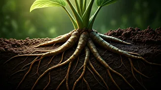 Monsoon Garden Advice Starts With Root Safety