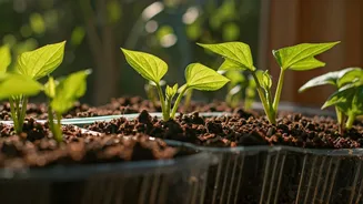 Effortless Sweet Potato Slips: Your Guide to Homegrown Goodness