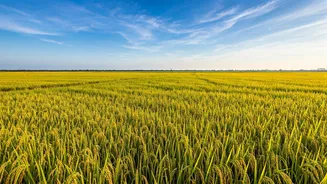 India's Rice Production Surge: Concerns Emerge