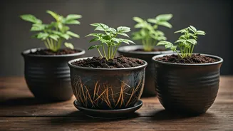 Cultivate Your Own Ginseng Garden: A Step-by-Step Guide to Home Cultivation