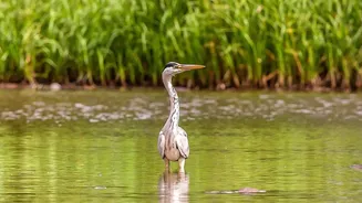 Seasonal Wildlife Shifts: Why Changing Water Levels In Urban Lakes Concentrate Bird Species