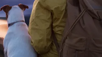 Preparing Pets For Travel Can Include Short Practice Journeys And Positive Carrier Training
