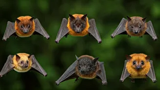 Unveiling 7 Bat Species: Nature's Secret Guardians