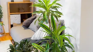 Bedroom Plants Can Refresh A Room Without Making Wellness Promises