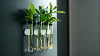 Magnetic Test Tube Refrigerator Hacks Love Vertical Plant Propagation