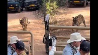 Tiger Trapped In A ‘Traffic Jam’ At Ranthambore National Park, Internet Slams Wildlife Tourism Mismanagement
