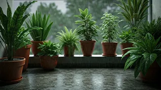 Monsoon Gardening Starts On Your Balcony