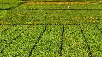 A Weaker Monsoon Could Complicate India's Kharif Season