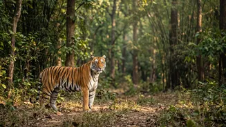 Season permits zones and responsible behaviour differ by reserve Separates The Useful India's safari options range from tiger reserves to leopard a...