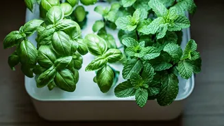 Smart Indoor Hydroponic Gardening Kits Help Gen Z Grow Fresh Herbs