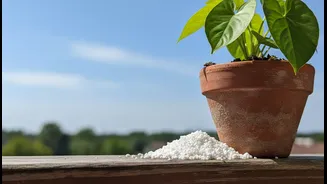 How Root Rot Destroys Balcony Gardens In July And Why Perlite Is Your Best Defence