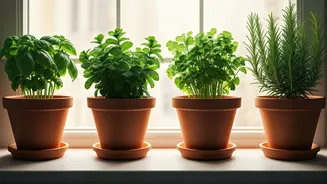 How To Set Up A Windowsill Garden With 4 Herbs