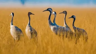 Migratory Birds Face Growing Pressure From Habitat Loss and Climate Change