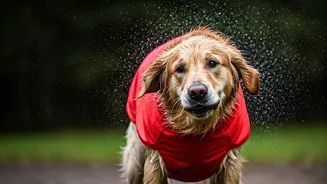 Why You Need Waterproof Pet Gear Instantly Now