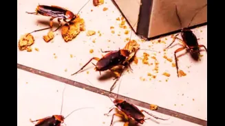 Cockroaches, Rs 1.54 Cr Oil & Expired Food At Amazon Warehouse: Inside Maharashtra FDA’s Latest Crackdown