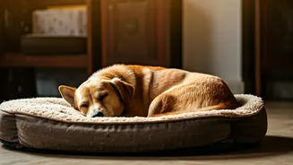 Top 10 Affordable Dog Breeds for Budget-Conscious Pet Parents in India