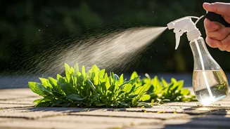 Vinegar Weed Control: Does This Kitchen Staple Really Work?