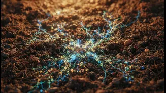 Research Finds New Potential In Beneficial Soil Microbes