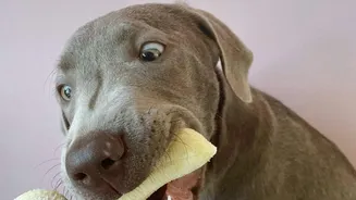 There Is No Single Best Time For Everyone To Eat A Banana