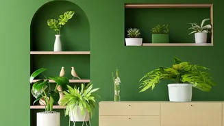 Indoor Plants Support Pleasant Spaces But Air Quality Depends On More Factors