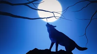 Wolf Numbers Climb Across Europe and Rural Tourism Responds