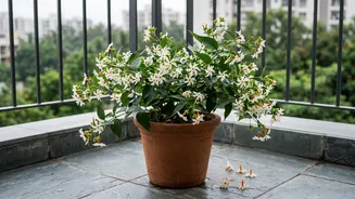 Fragrant Plants For Balconies