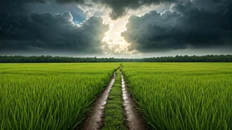 Green Goa Looks Unreal During Monsoon Season