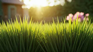 8 Fast-Growing Grass Seeds for a Lush, Green Lawn This Spring