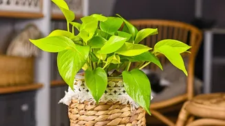 Why Pothos Vines And Snake Plants Offer Foolproof Green Decor For Bedroom Study Desks