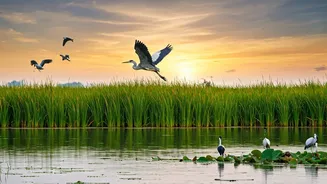 Top 10 Indian Wetlands: A Bird Lover's Ultimate Checklist