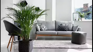 Top Oxygen-Producing Plants to Improve Your Indoor Air Quality