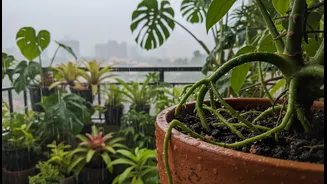 Why early root rot screening keeps balcony tropical gardens lush during monsoons