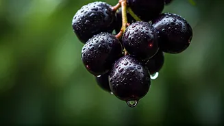 Jamun Is Nature's Monsoon Gift
