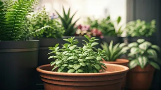 Create Your Own Urban Forest One Plant At A Time