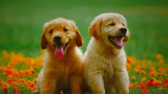 Jaipur's New Mega Pet Carnival: Checking Registration Matters More than Entertainment Alone