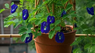 Cultivating Aparajita: Your Balcony's Gateway to Goddess Durga's Favorite Blue Blooms