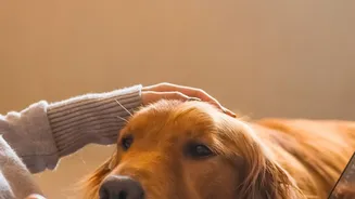 Why cleaning dog paws is vital for health
