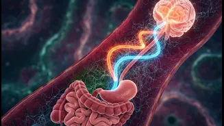 Glucose And Fructose Gut-Brain Research: Understanding Gut-Brain Pathways And Hunger Neurons Without The Jargon