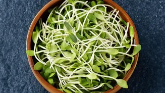 How Small Windowsill Trays Yield High-Density Micro-Green Crops For Healthy Urban Home Cooking