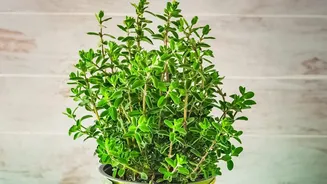 Chennai Residents Are Discovering The Joy Of Growing Herbs In Compact Urban Homes