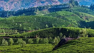 Book Early To Find The Best Budget Coffee Estate Stays