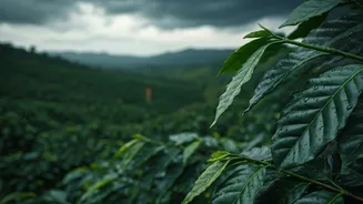 Coorg Rain Makes Plantation Stays Feel Premium