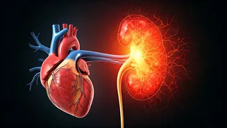 Kidney's Silent Assault: Unraveling the Link to Heart Failure