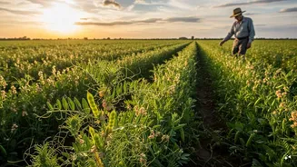 US senators call on Trump to ease India’s 30% import duty on pulse