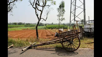 Understanding Crop Insurance for Indian Farmers